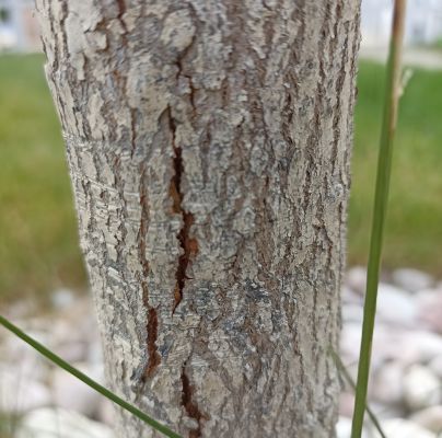 A - nejednoznačne určen&yacute;, nie sme si ist&iacute;