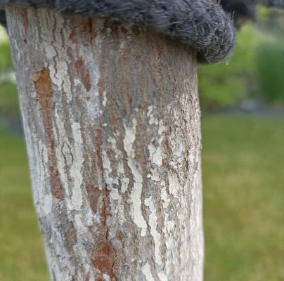 A - nejednoznačne určen&yacute;, nie sme si ist&iacute;