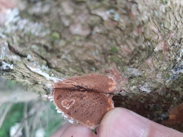 Six-toothed spruce bark beetle 