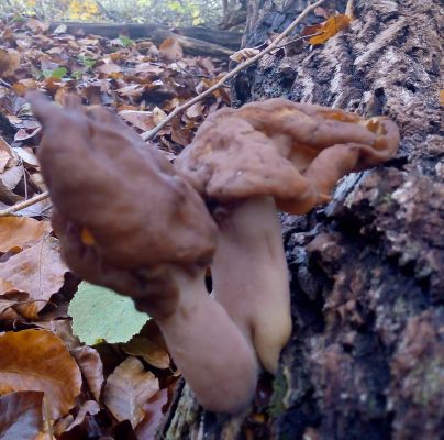 Gyromitra infula 