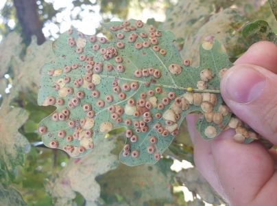 Hrčiarka Neuroterus quercusbaccarum