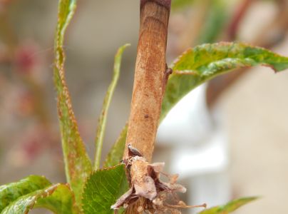 Monili&oacute;za k&ocirc;stkov&iacute;n