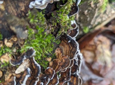 Tr&uacute;dnikovec pestr&yacute;