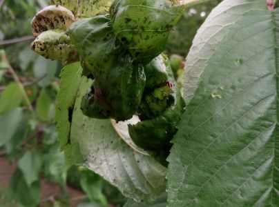 Vo&scaron;ka čere&scaron;ňov&aacute;