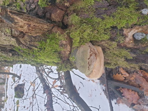 Phellinus robustus 