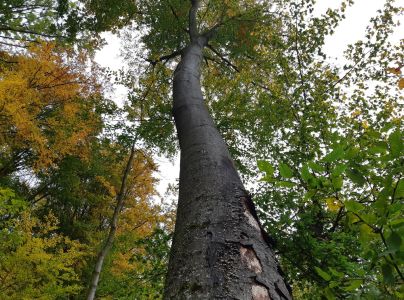 Krasoň zelenkast&yacute;