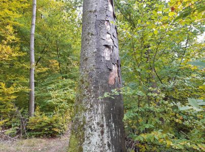 Krasoň zelenkast&yacute;