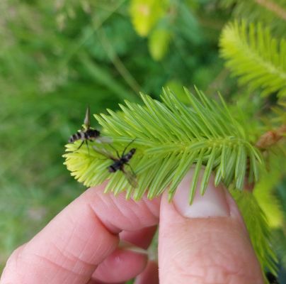 A - nejednoznačne určen&yacute;, nie sme si ist&iacute;