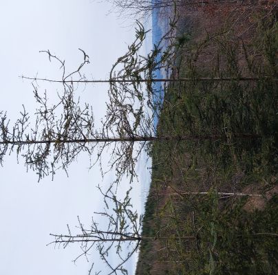 A - nejednoznačne určen&yacute;, nie sme si ist&iacute;