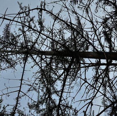 A - nejednoznačne určen&yacute;, nie sme si ist&iacute;