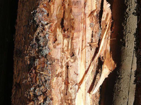 Northern bark beetle