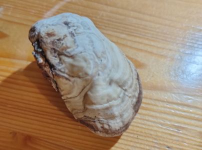 Pr&aacute;chnovec kopytovit&yacute;