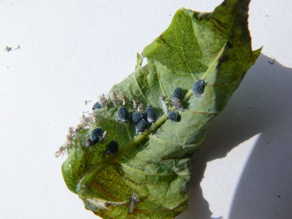 Aphid Prociphilus bumeliae 