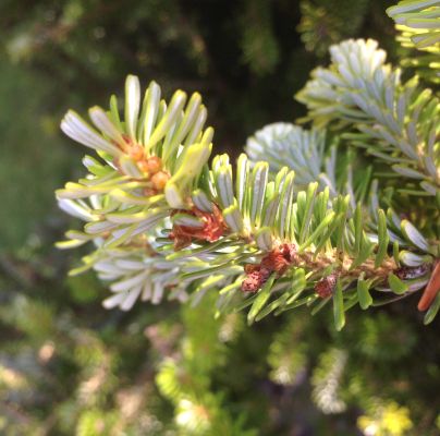A - nejednoznačne určen&yacute;, nie sme si ist&iacute;