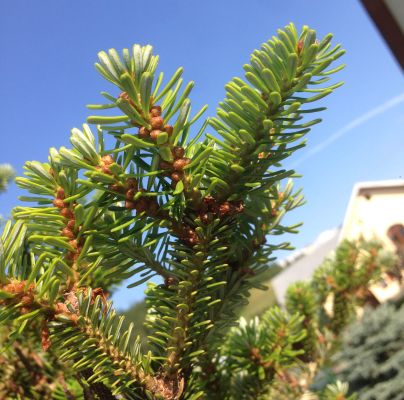 A - nejednoznačne určen&yacute;, nie sme si ist&iacute;