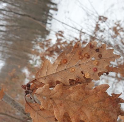 Neuroterus quercusbaccarum