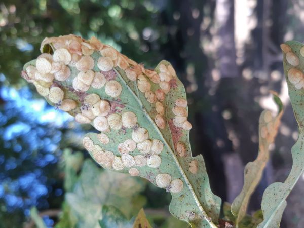 Common spangle gall