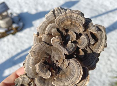 Tr&uacute;dnikovec pestr&yacute;