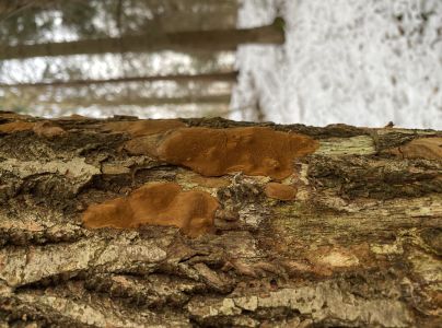 Ohňovec hrdzavohnedý