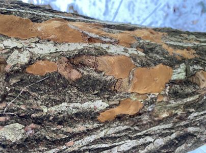 Ohňovec hrdzavohnedý