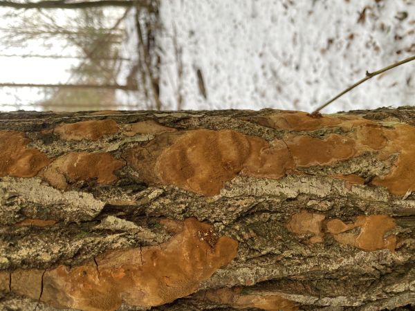 Phellinus ferruginosus