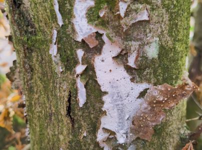 A - Ambiguously determined, we are not sure