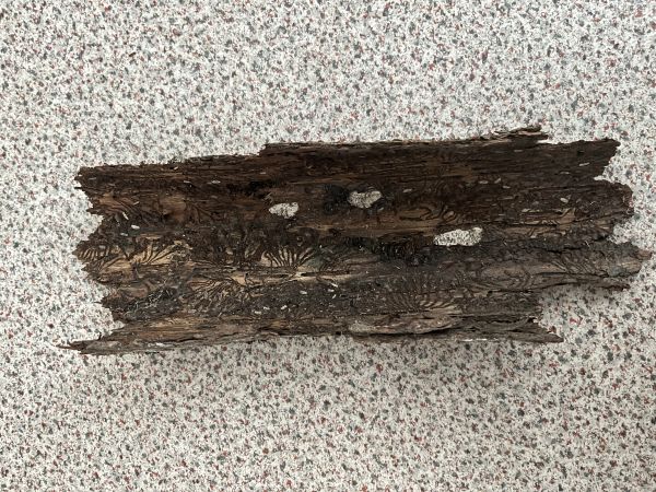 European spruce bark beetle