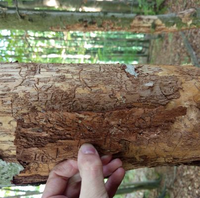 A - nejednoznačne určen&yacute;, nie sme si ist&iacute;