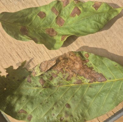 A - nie je v datab&aacute;ze