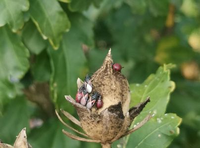 Plo&scaron;tička lipov&aacute;