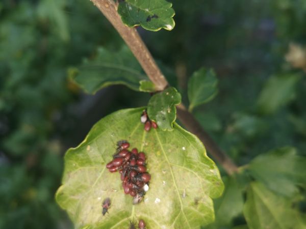 Lime seed bug