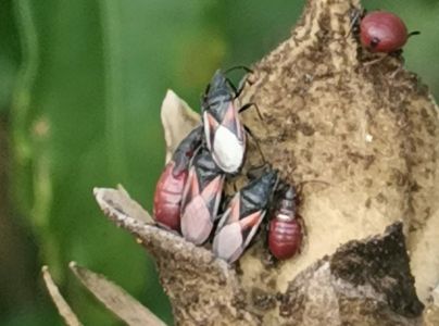 Plo&scaron;tička lipov&aacute;