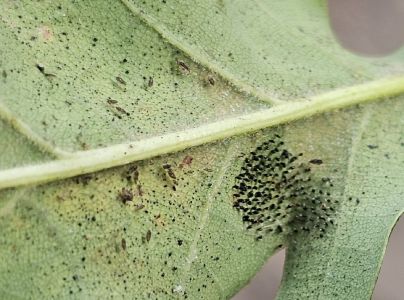 Sietnička dubov&aacute;