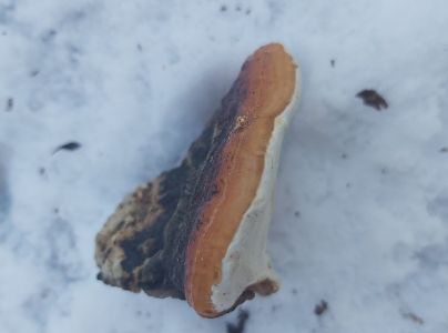 Pr&aacute;chnovček p&aacute;sikav&yacute; 