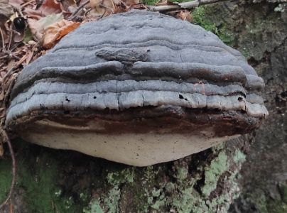 Pr&aacute;chnovec kopytovit&yacute;