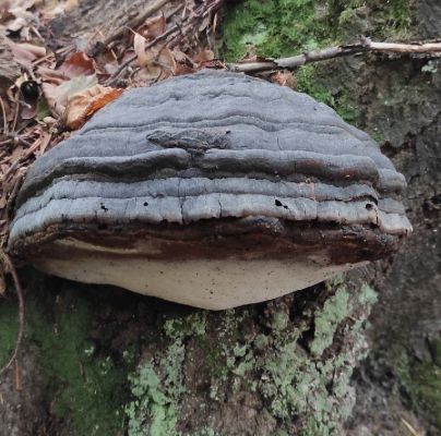 Fomes fomentarius 