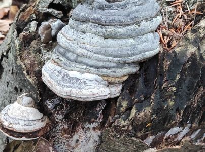 Pr&aacute;chnovec kopytovit&yacute;