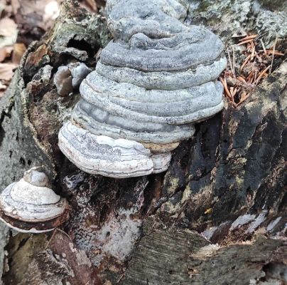 Fomes fomentarius 