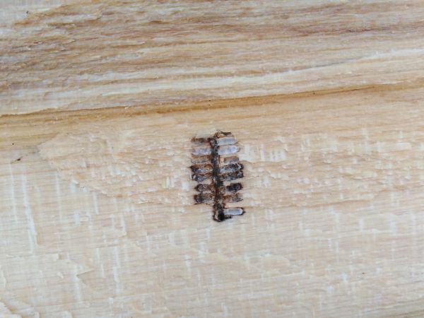 European hardwood ambrosia beetle
