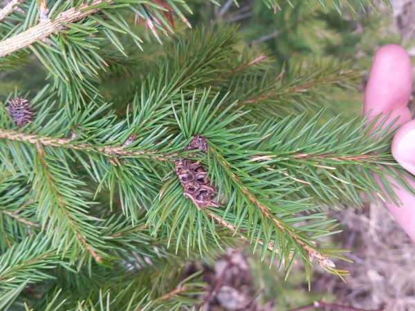 Woolly adelgid 