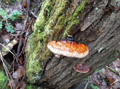 Pr&aacute;chnovček p&aacute;sikav&yacute; 