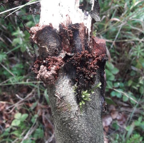 Gabriela Valúchová