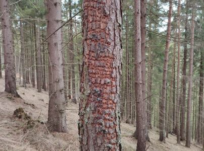 Kr&uacute;žkovanie stromov - ďateľ