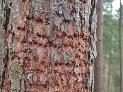 Kr&uacute;žkovanie stromov - ďateľ