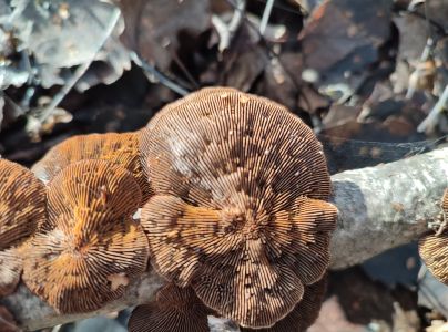 Sieťkovček červenkast&yacute;