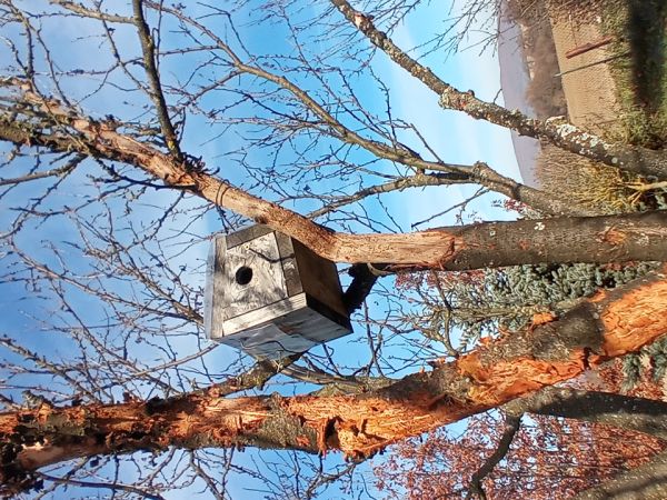 Large fruit bark beetle