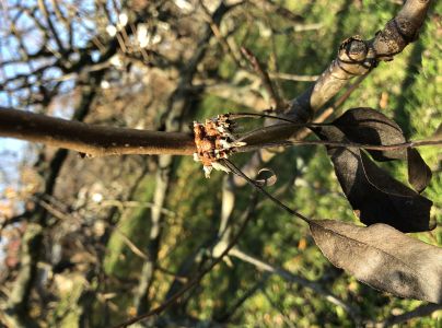 Hrdzavka hru&scaron;kov&aacute;