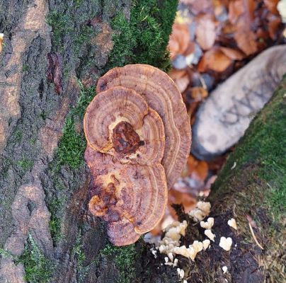 Daedaleopsis confragosa 