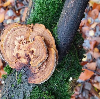 Daedaleopsis confragosa 