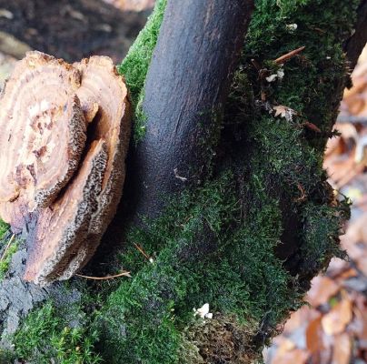 Daedaleopsis confragosa 